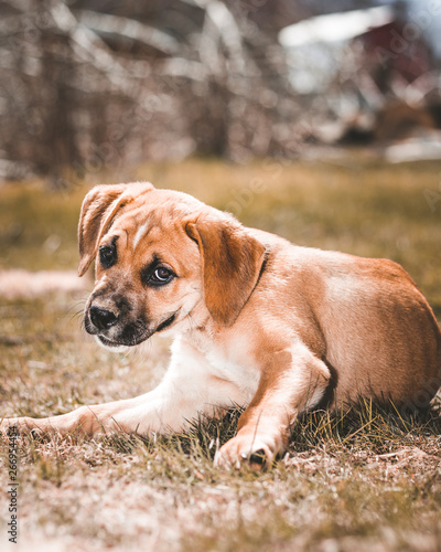 a puppy looking at camera while sitting on the grass at a park