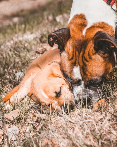 dogs laying on the grass 