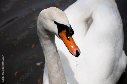 White swan in park on lake