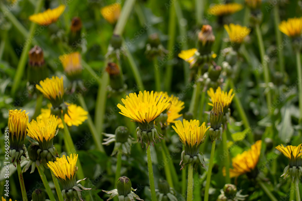 dandelion in grass