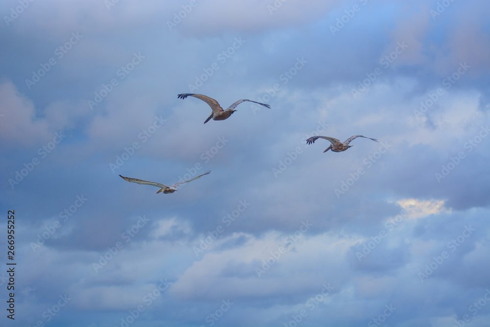 Obraz premium Big Pelican flies over the sea against a blue sky
