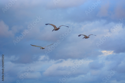 Big Pelican flies over the sea against a blue sky © Kai Grim