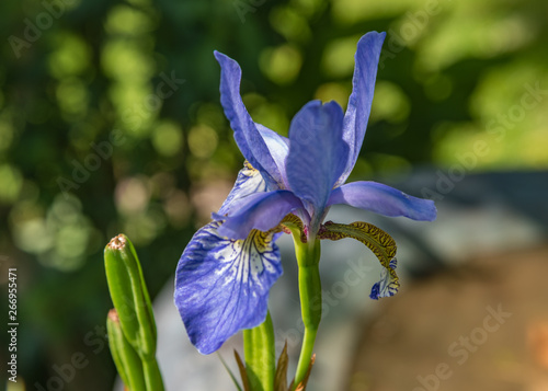 Single blue Iris flower.