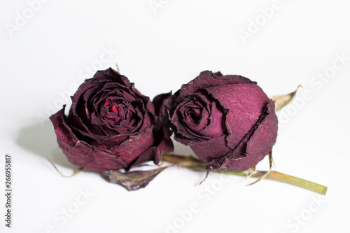 dos capullos de rosas secas sobre fondo blanco
