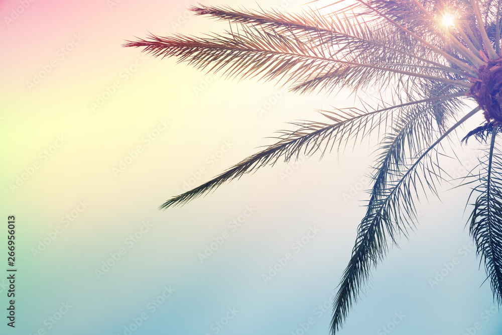 Tropical palm tree with colorful sky Summer pastel trendy background. Tropical palm tree with colorful sky Summer pastel trendy background.