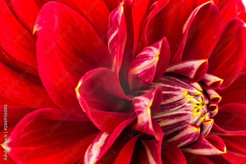 light red dahlias , macro. place for text light red dahlias , macro. place for text
