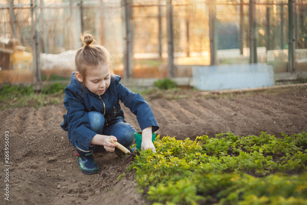 The child girl plants seedlings. Gardening agriculture. The child girl plants seedlings. Gardening agriculture.