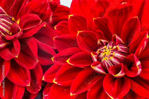 light red dahlias , macro. place for text © Vantsura