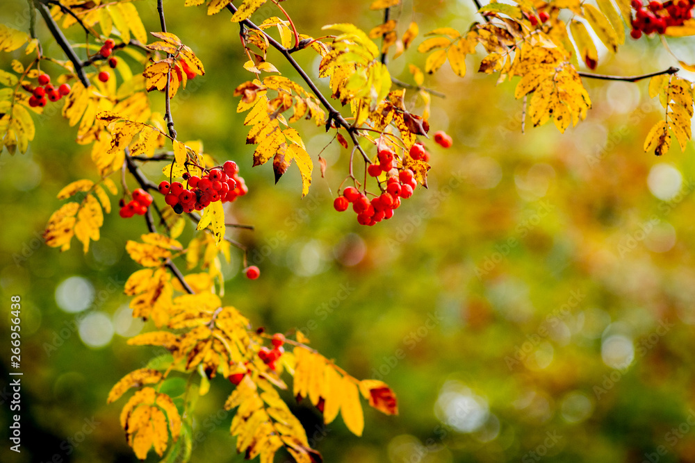 Red berries and orange leaves of the mountain ash in the autumn_ Red berries and orange leaves of the mountain ash in the autumn_