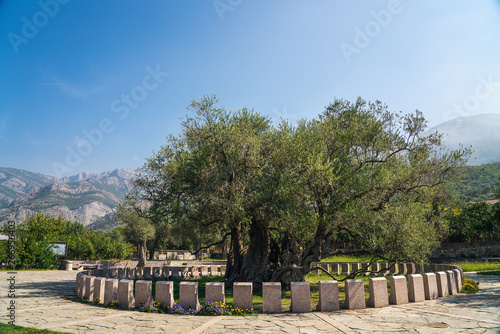 Old Olive Tree, great tourist attraction in Montenegro, Europe