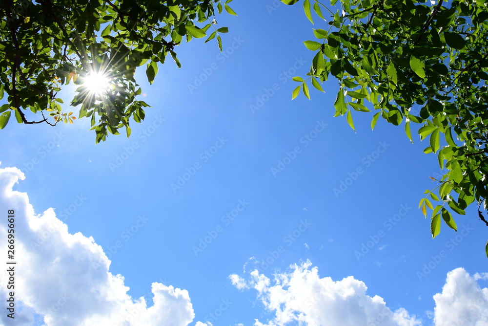 Walnussbaum, Äster und Blätter vor blauen Himmel, Wolken und Sonnenstrahlen Walnussbaum, Äster und Blätter vor blauen Himmel, Wolken und Sonnenstrahlen