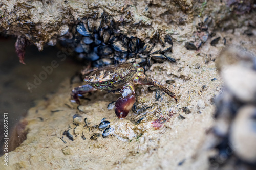 Crab on seashore