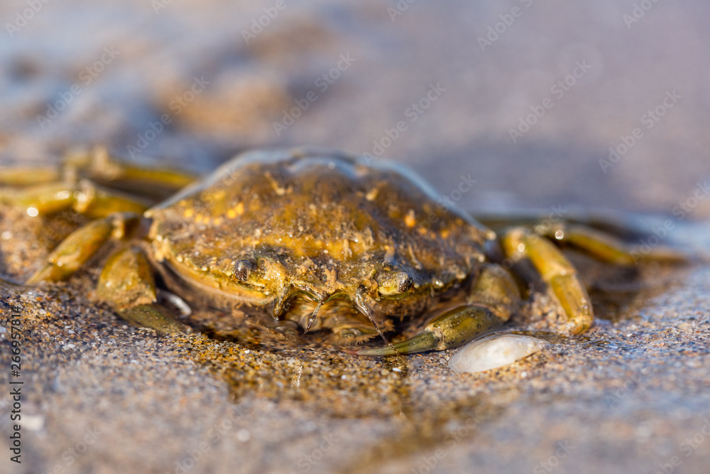 Close-up view of the crab on the sandy shore