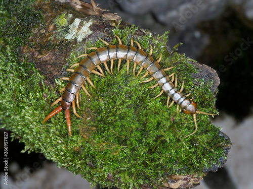 Scolopendra cingulata, also known as Megarian banded centipede and the Mediterranean banded centipede