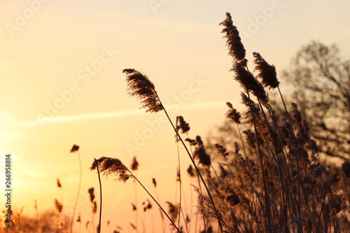 Silhouette of wheat grass at sunset 