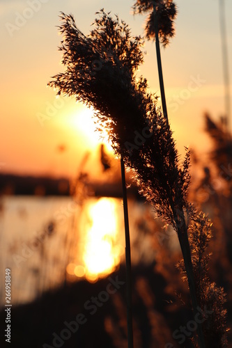 sunset over wheat field