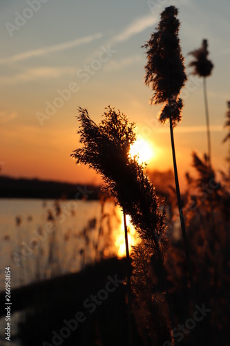 Silhouette of wheat grass at sunset 