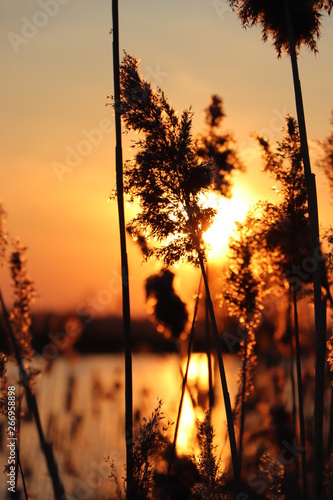 Silhouette of wheat grass at sunset 