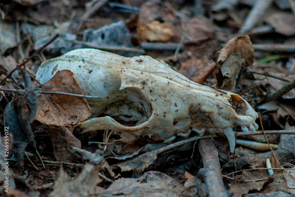 Naklejka premium The badger's skull lies on the old leaves in the forest.