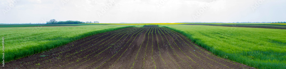 Agricultural field in the spring