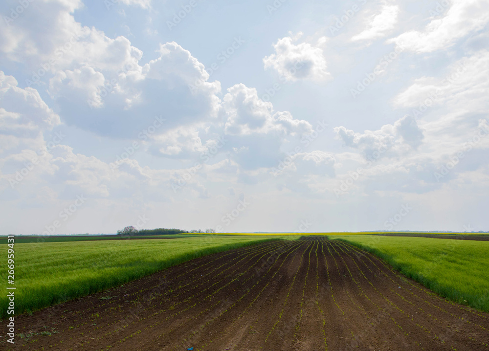 Fototapeta premium Agricultural field in the spring