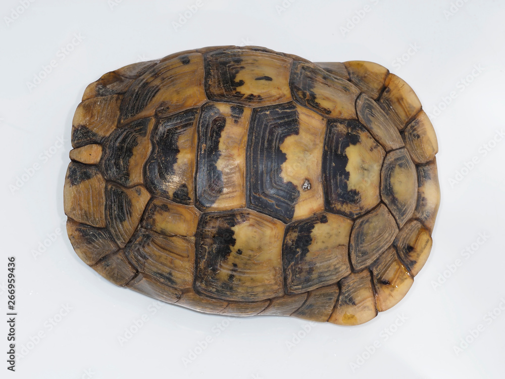 Naklejka premium Spur-thighed tortoise or Greek tortoise, Testudo graeca