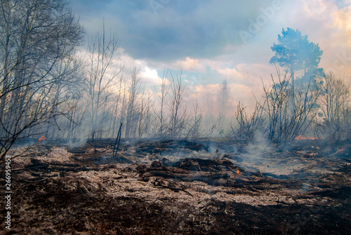 Forest fire in the afternoon. Grass and trees are burning. Fire and smoke.