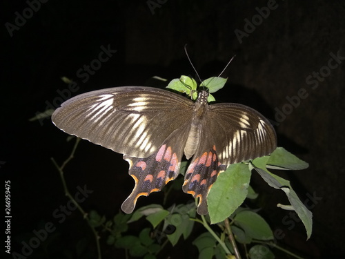 common Mormon butterfly photo