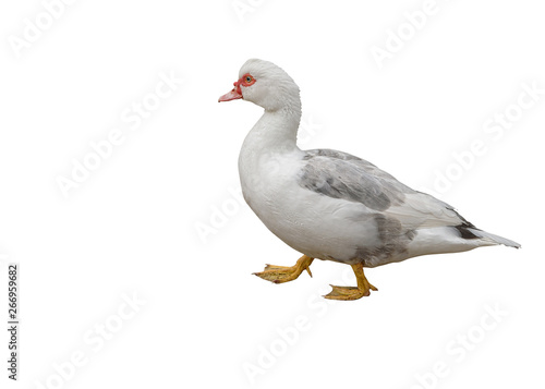 Domestic Muscovy duck, Cairina moschata, a large duck. Isolated