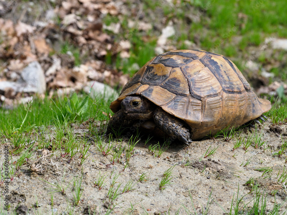 Spur-thighed tortoise or Greek tortoise, Testudo graeca Spur-thighed tortoise or Greek tortoise, Testudo graeca