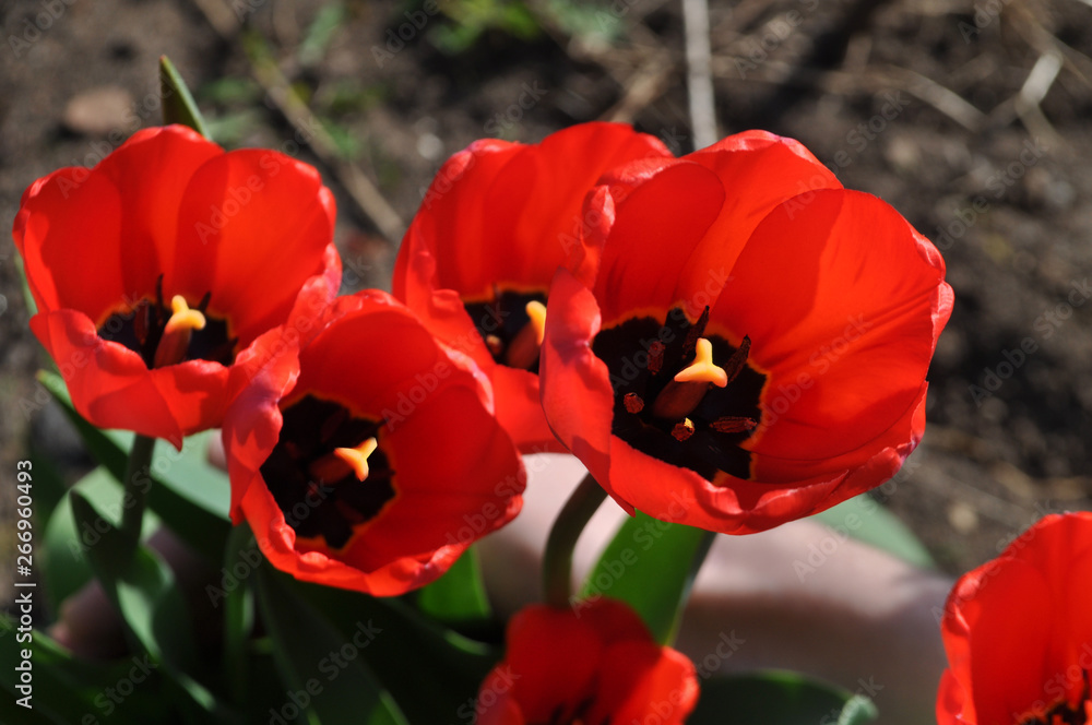 The blooming red tulips in the spring. The blooming red tulips in the spring.
