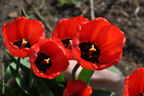 The blooming red tulips in the spring.
