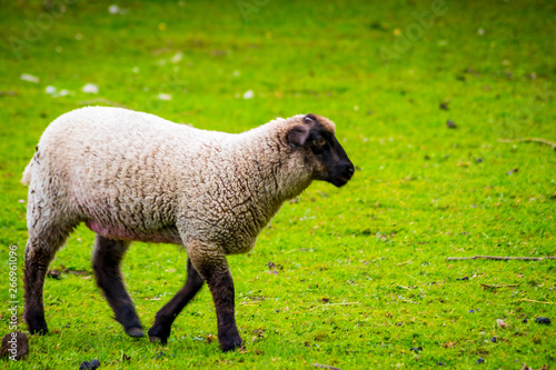 Sheep on local farm on spring day