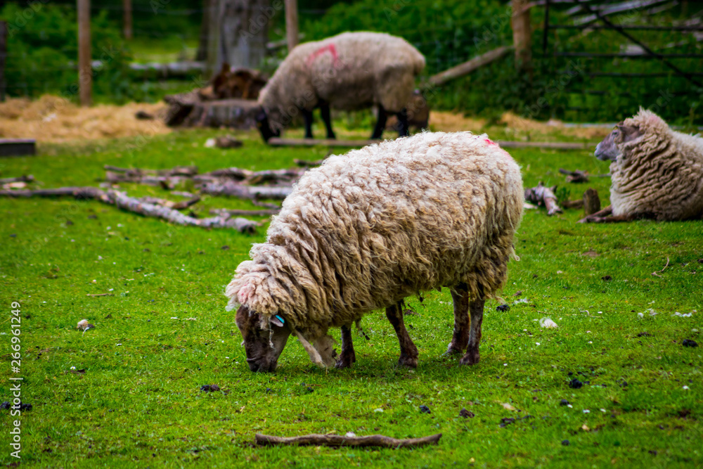 Obraz premium Sheep on local farm on spring day