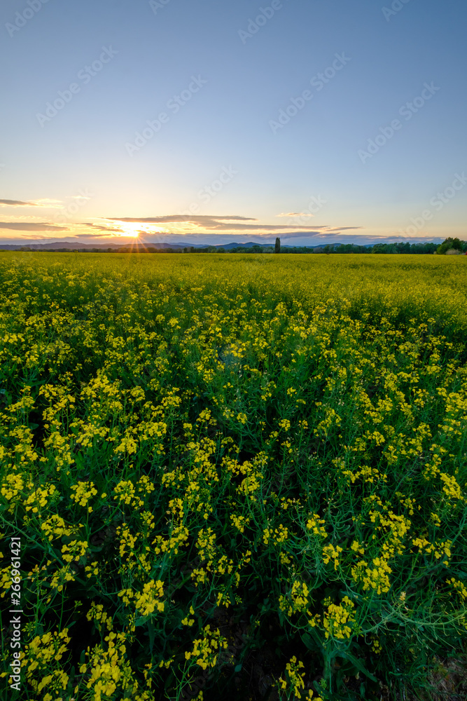 Champ de colza en fleurs.Coucher de soleil. Vertical photo. Provence, France.