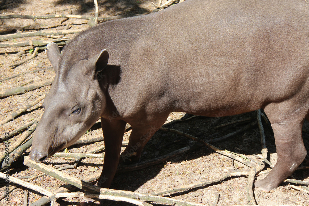 Fototapeta premium brazilian tapir 