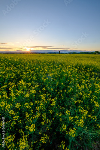 Obraz na płótnie Champ de colza en fleurs.Coucher de soleil. Vertical photo. Provence, France. w salonie