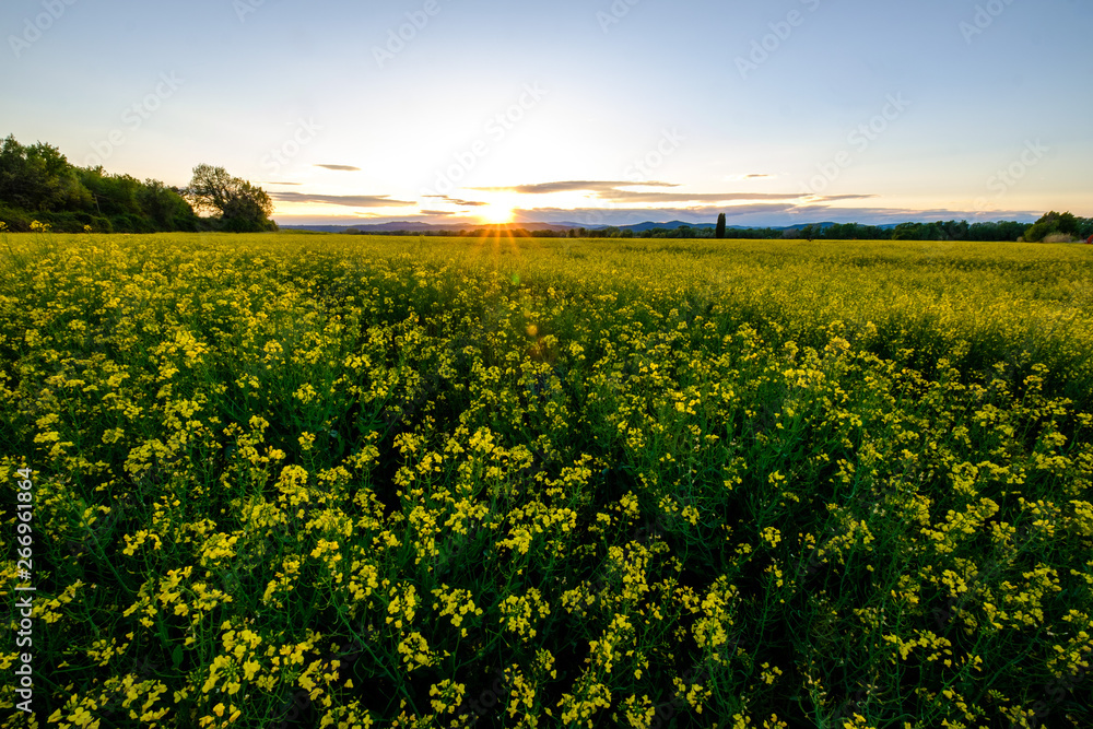 Champ de colza en fleurs.Coucher de soleil. Provence, France.