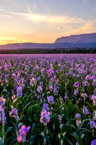 Champ d iris pallida en Provence  France  coucher de soleil. Montagne Sainte-Victoire en arri  re-plan. 