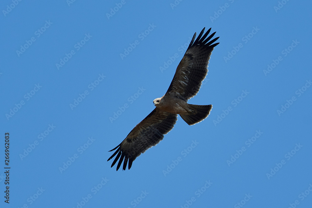 Wahlbergs eagle (Hieraaetus wahlbergi) Wahlbergs eagle (Hieraaetus wahlbergi)