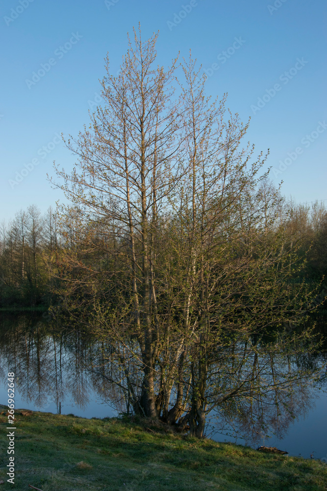 Obraz premium Spring landscape