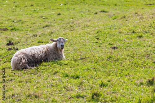 Sheep with long hair (light wool) of white color, lying on green meadow. Cantabria.