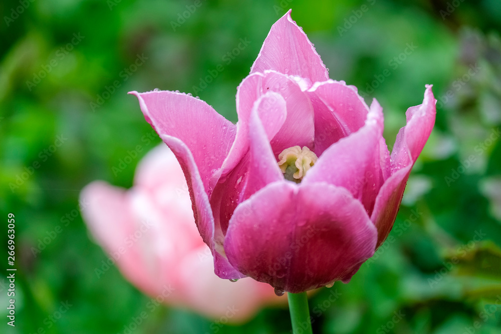 Tulpenkelch mit Regentropfen