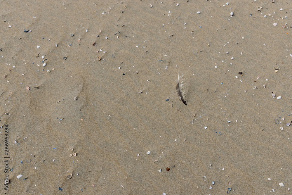 Muscheln und Sand am Strand Muscheln und Sand am Strand