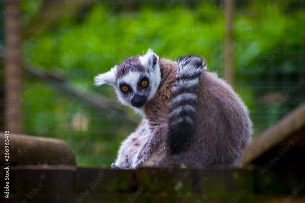 Obraz premium Lemurs in local farm on spring day