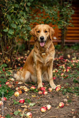 retriever dog sitting behind the apples 