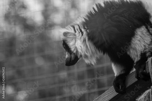 Fototapeta Naklejka Na Ścianę i Meble -  Lemurs in local farm on spring day
