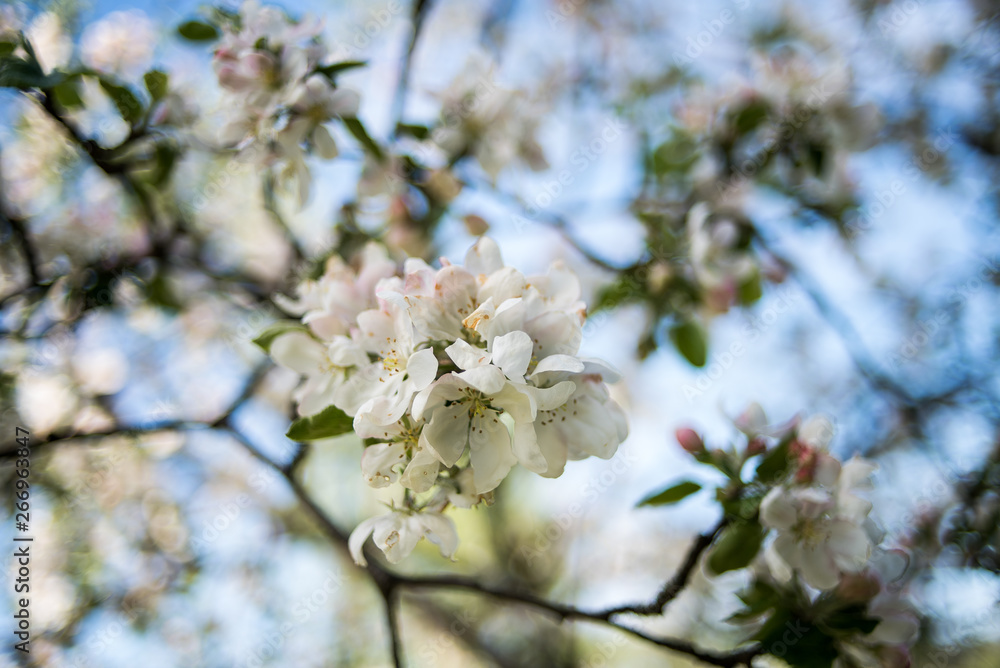 Apple garden in the spring Apple garden in the spring