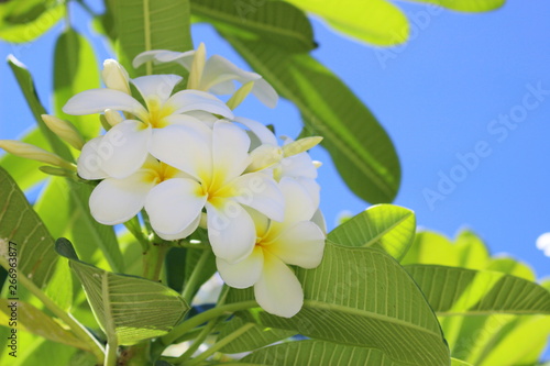 南国ハワイの花　白いプルメリア
