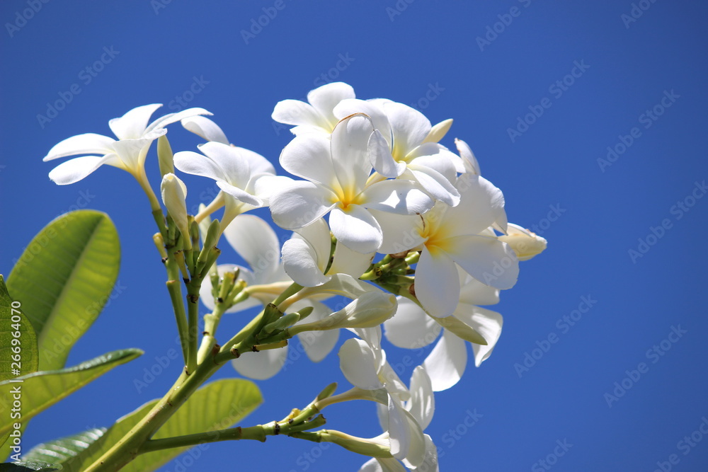 南国ハワイの花 白いプルメリア Stock Photo Adobe Stock 南国ハワイの花 白いプルメリア Stock Photo Adobe Stock